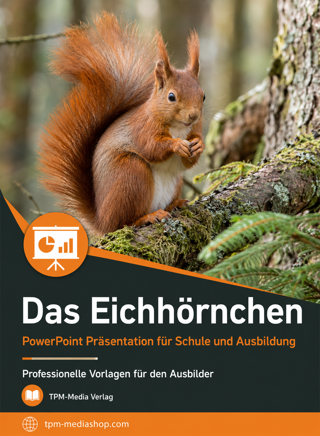 Eichhörnchen PowerPoint Präsentation Schule - Download-Version für den Schuleinsatz