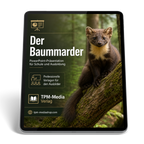 Baummarder PowerPoint Präsentation Schule – Download-Version für den sicheren Schuleinsatz