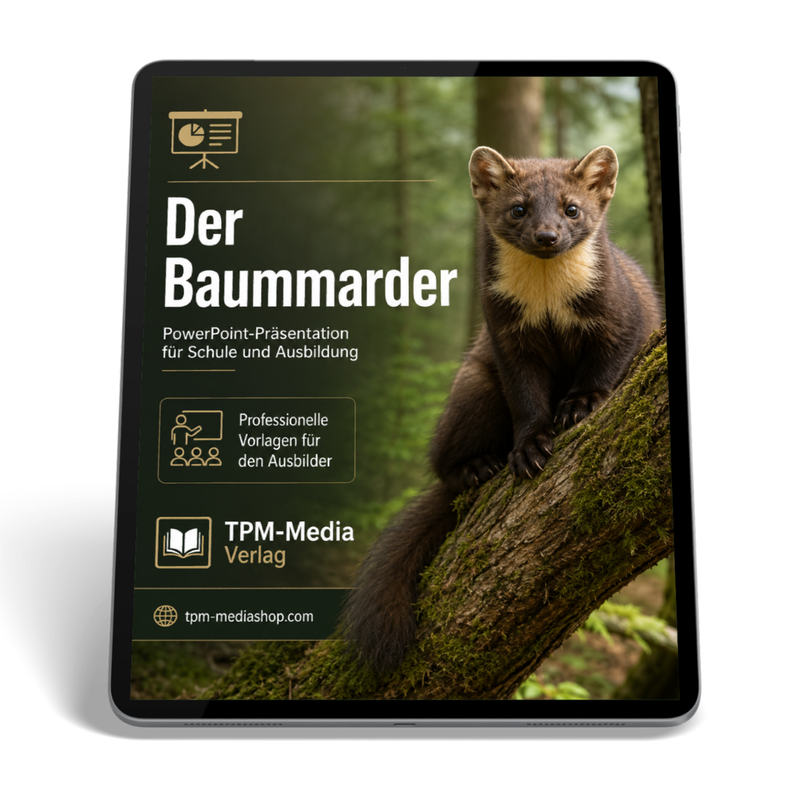 Baummarder PowerPoint Präsentation Schule – Download-Version für den sicheren Schuleinsatz