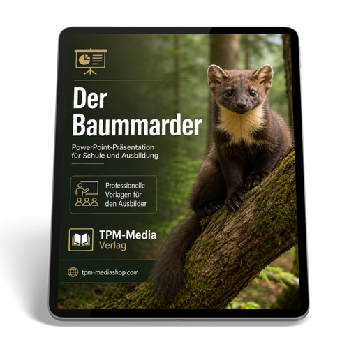Baummarder PowerPoint Präsentation Schule – Download-Version für den sicheren Schuleinsatz