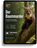 Baummarder PowerPoint Präsentation Schule – Download-Version für den sicheren Schuleinsatz