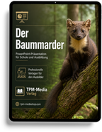 Baummarder PowerPoint Präsentation Schule – Download-Version für den sicheren Schuleinsatz