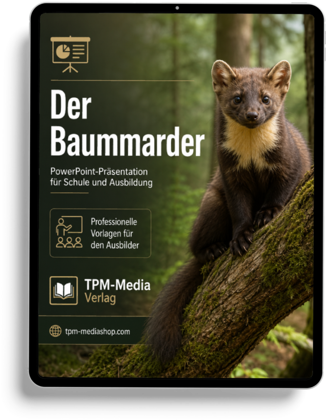 Baummarder PowerPoint Präsentation Schule – Download-Version für den sicheren Schuleinsatz