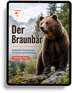 Braunbär PowerPoint Präsentation Schule - Download-Version für den Schuleinsatz